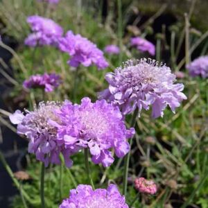 Scabiosa 'Pink Mist' ---